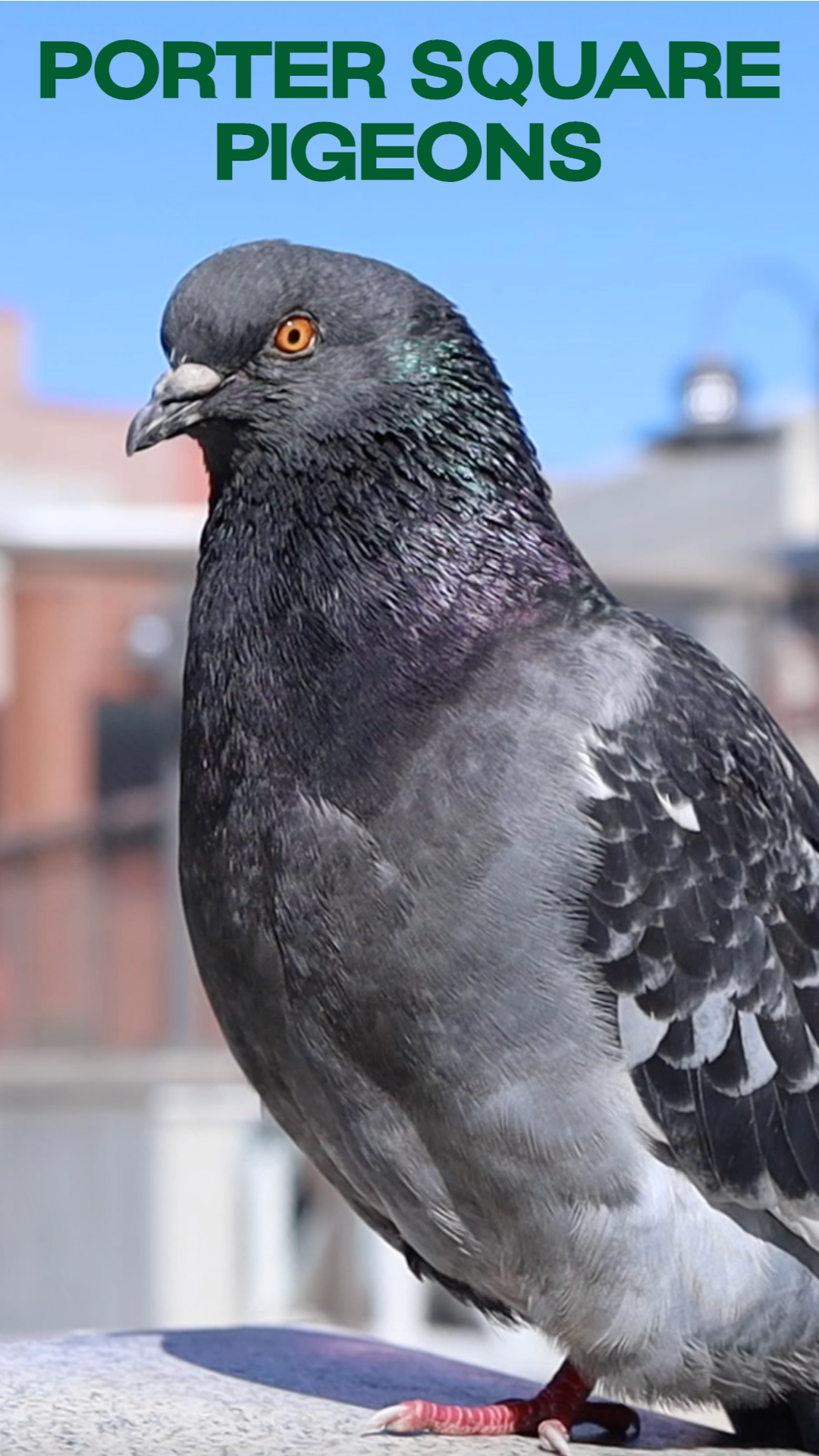 Porter Square Pigeons — official poster