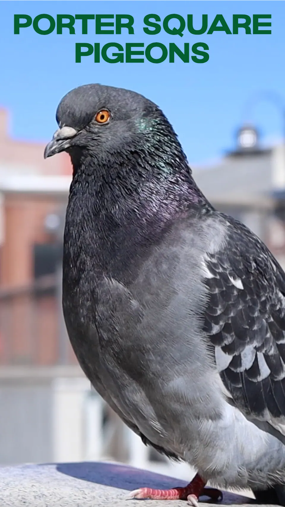 Porter Square Pigeons — official poster